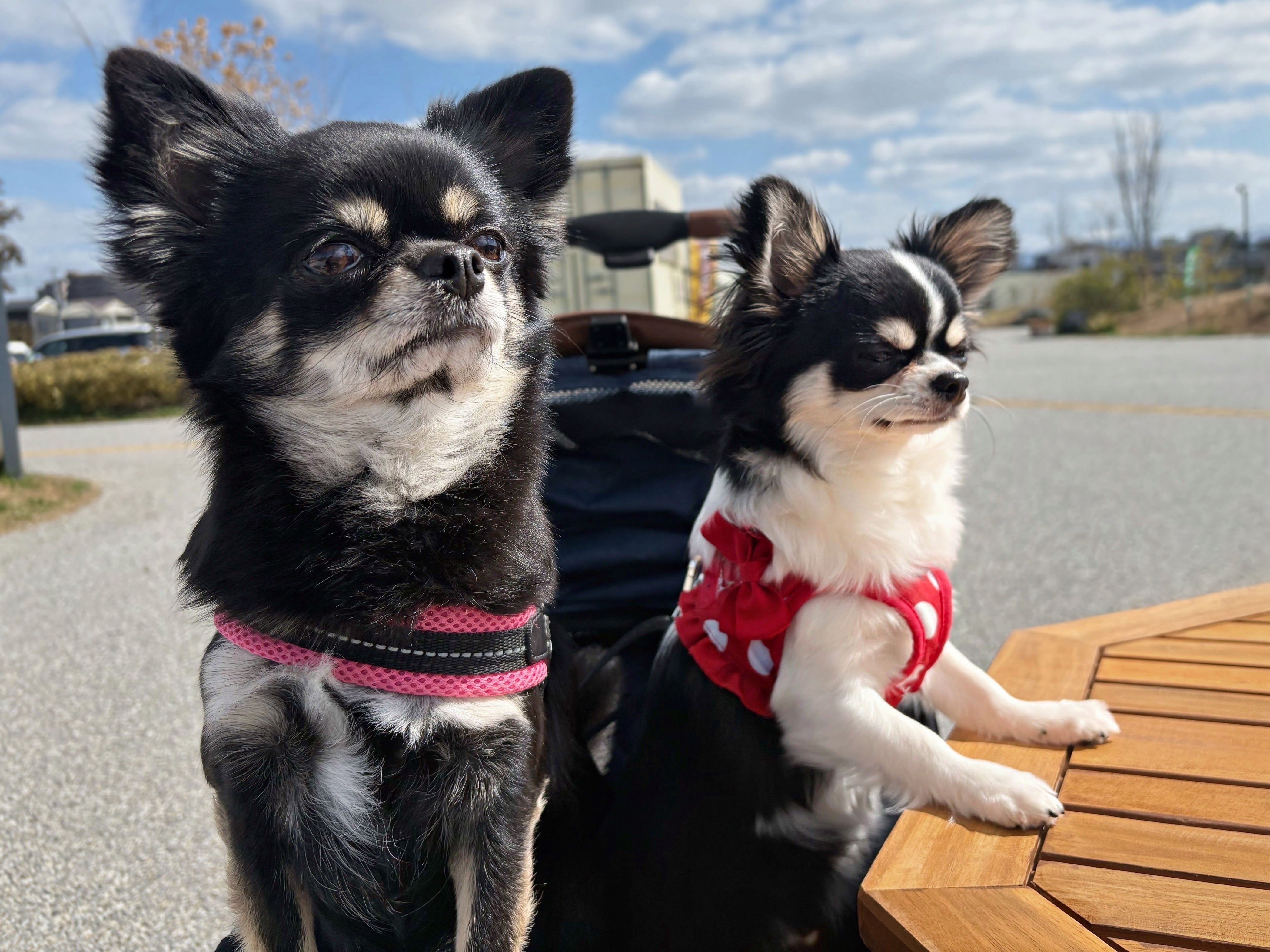リラックスした愛犬たち